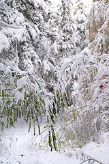 Image showing Tree under snow