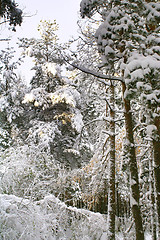 Image showing Winter trees