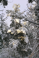 Image showing Trees under snow 