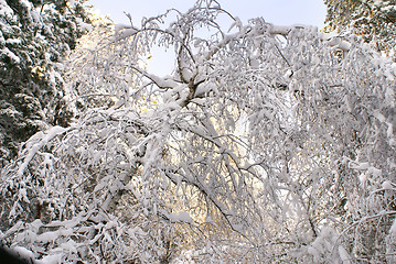 Image showing Trees under snow