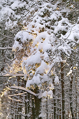 Image showing Trees under snow cover