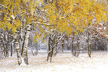 Image showing Trees under snow