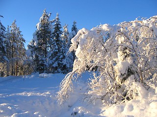 Image showing Heavy branches