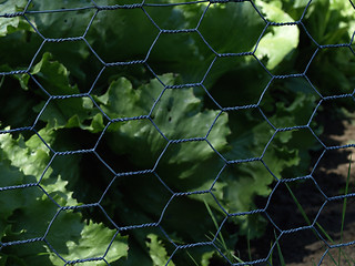 Image showing Chicken Wire Fence
