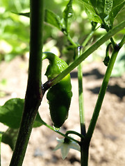 Image showing Jalapeno Pepper