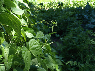 Image showing Snap Bean Vine