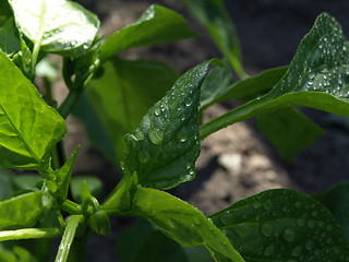 Image showing Rain Drops on Leaf