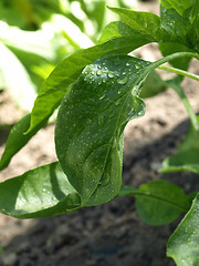 Image showing Wet Leaves