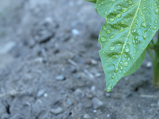 Image showing Raindrops on Green