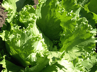 Image showing Lettuce