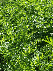 Image showing Carrot Tops