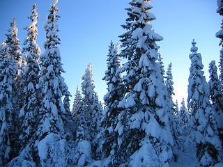 Image showing Snow-laden spruces