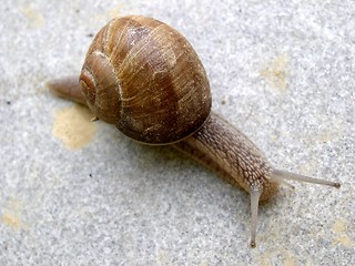 Image showing snail