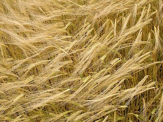 Image showing cornfield