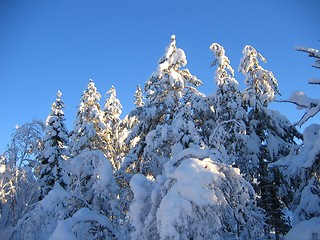 Image showing Snowy treetops