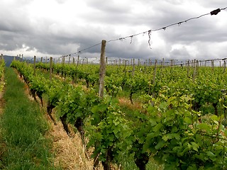 Image showing vineyard