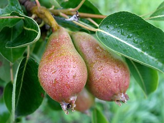 Image showing pears