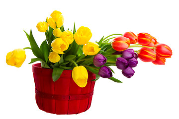 Image showing Colorful Cut Tulips