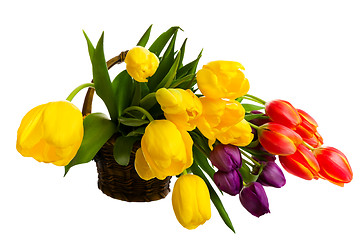 Image showing Fresh Cut Tulips
