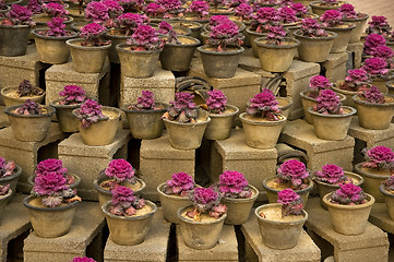 Image showing purple plants