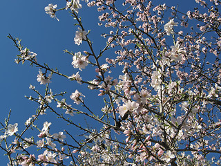 Image showing almond flowers