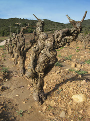 Image showing Vineyard in winter