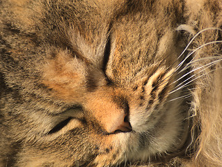 Image showing persian cat  portrait