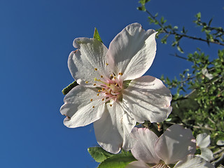 Image showing almond flowers