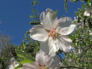 Image showing almond flowers