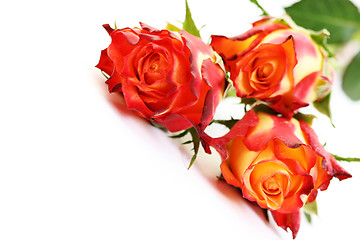 Image showing three roses