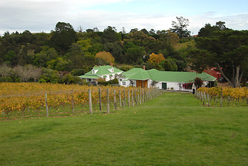 Image showing Vineyard