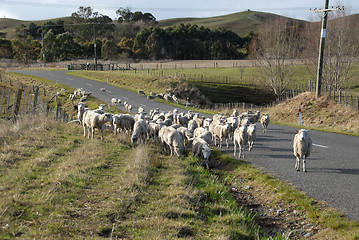 Image showing Sheep