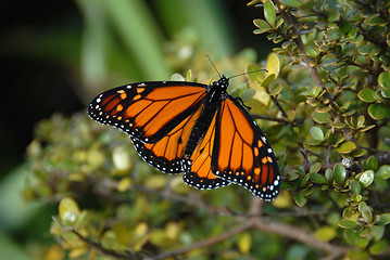 Image showing Butterfly