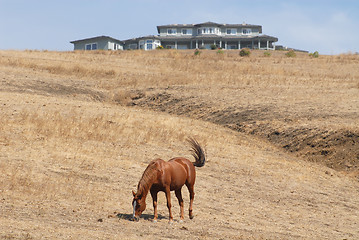 Image showing Horse