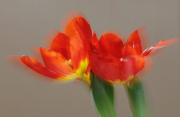 Image showing Tulips