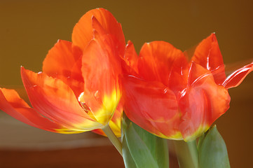 Image showing Tulips