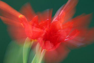 Image showing Tulips