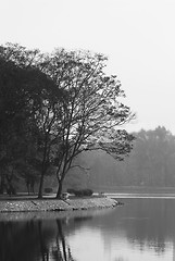 Image showing Trees and water