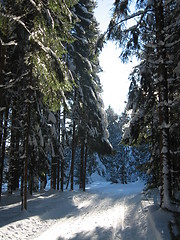 Image showing Perfect sunny skiday in  the Norwegiian woods