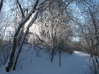 Image showing Beautiful winterday in the woods of Norway