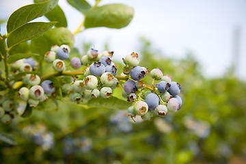 Image showing Blueberries