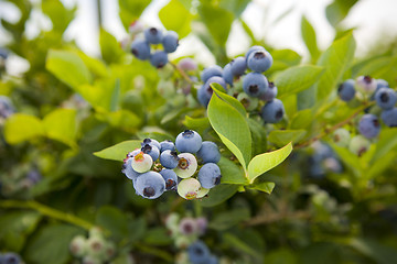 Image showing Blueberries