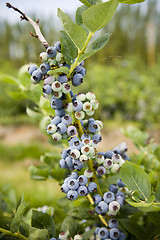 Image showing Blueberries