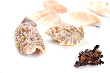 Image showing shells