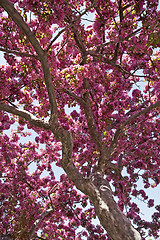 Image showing Tree in bloom