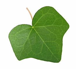 Image showing Green ivy leaf