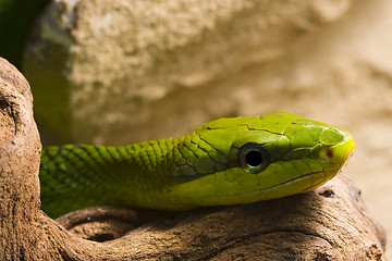 Image showing Red Tailed Racer