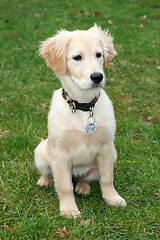 Image showing Golden Retriever Puppy