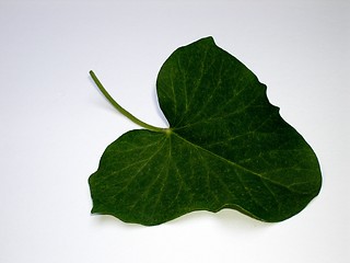 Image showing ivy