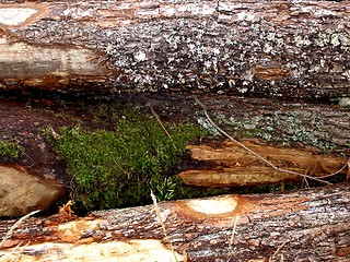 Image showing wood